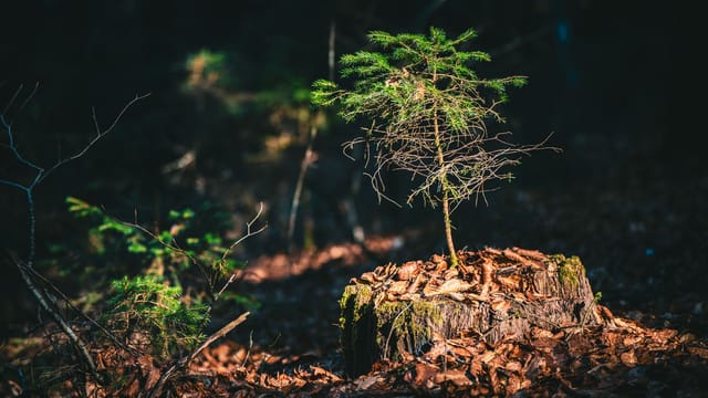 A young tree grows on a stump surrounded by forest floor in Suhadole, Slovenia, captured in natural light.