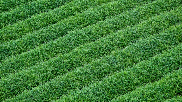 A vibrant green tea plantation with diagonal rows of tea plants viewed from above.