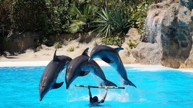 Three dolphins perform a synchronized jump in a vibrant blue pool during a show.