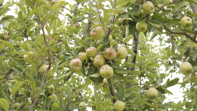 Vibrant apple tree branches laden with ripe fruit in Shimla orchard.