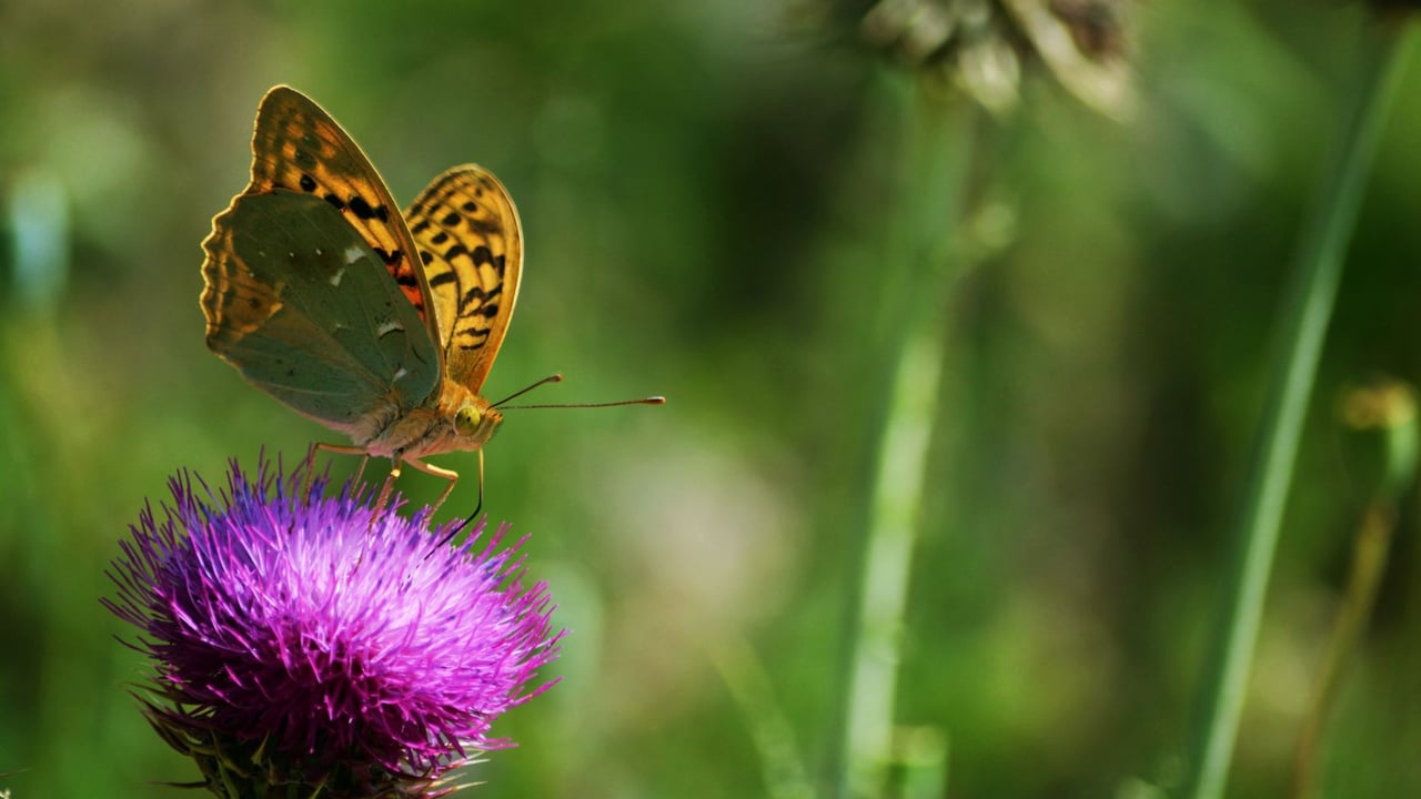 Vibrant butterfly perched on a purple thistle, captured in Elmalı, Türkiye.