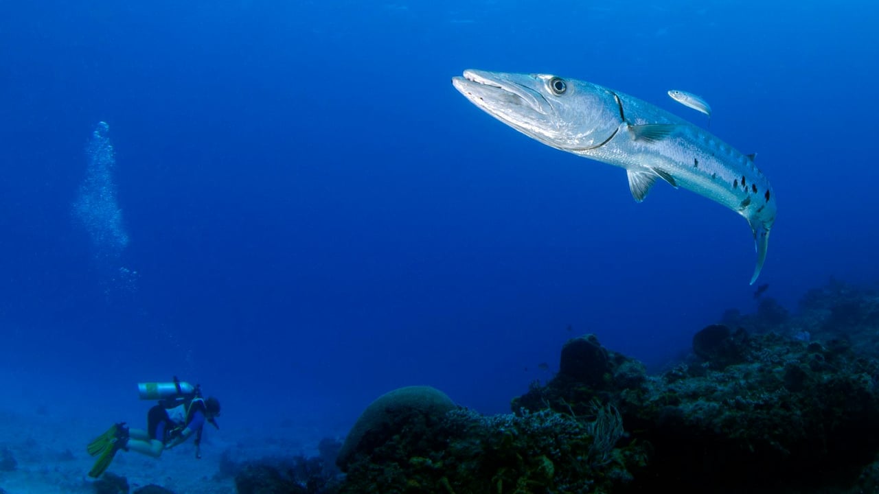 A majestic great barracuda swims gracefully in clear ocean waters alongside a diver, showcasing underwater life.