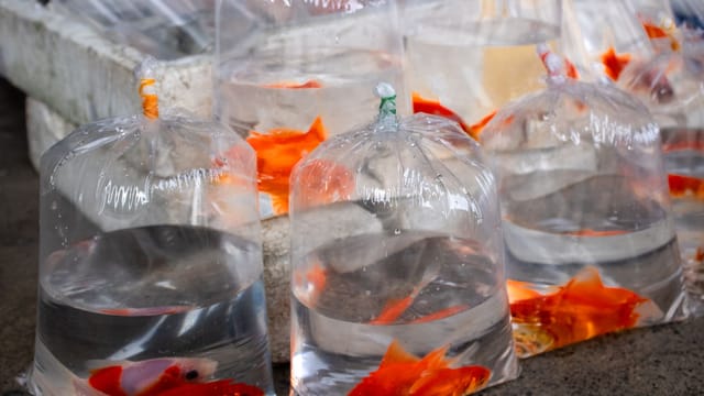 Goldfish packed in clear plastic bags on display at an outdoor market.