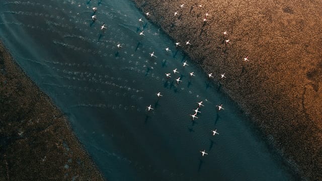 Flamingos in the Kuwait Free Trade Zone