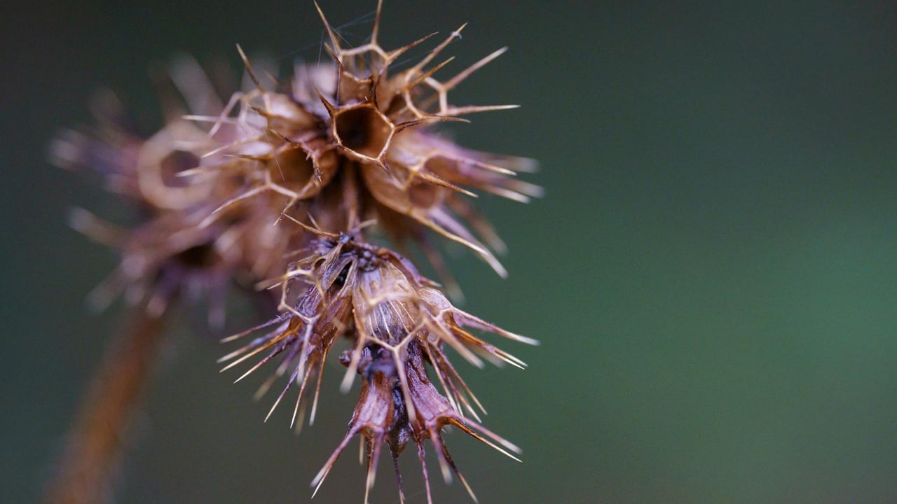 Detailed close-up image of a dried thistle with sharp thorns and a blurred background.