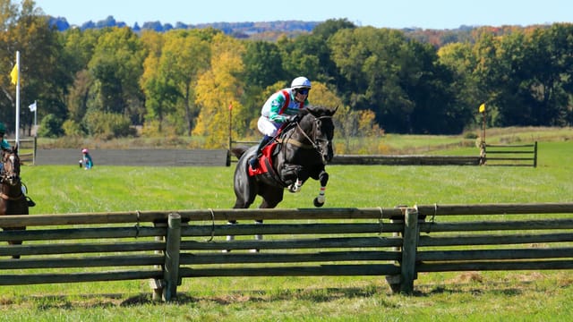 A thrilling steeplechase event featuring a jockey and horse in mid-jump at Geneseo, NY.