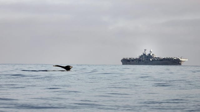 Humpback whale tail near a US Navy ship on a calm ocean day.