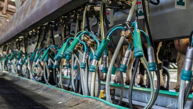 Close-up of industrial equipment used for automated milking in a dairy farm setting.
