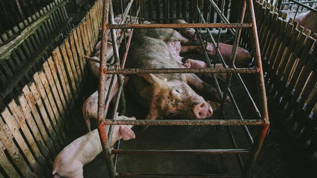 Farm pigs in a wooden enclosure with a mother pig and piglets resting.