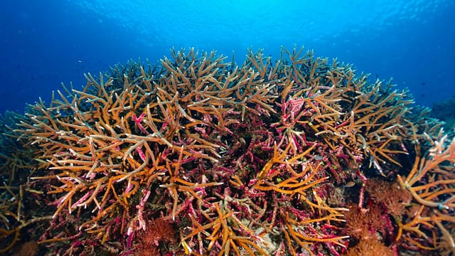 Colorful coral reef thriving in clear Indonesian seas, showcasing marine biodiversity.