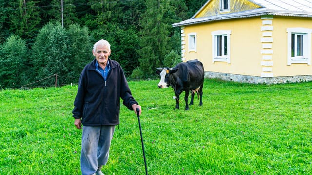 Senior man with cow in front of farmhouse on green field.