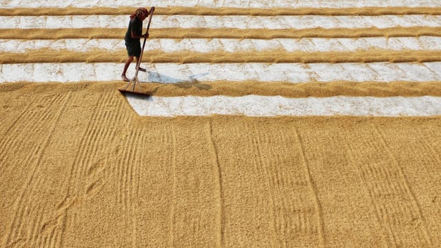 Drone shot capturing a man raking grains in West Bengal, India, highlighting traditional agriculture.