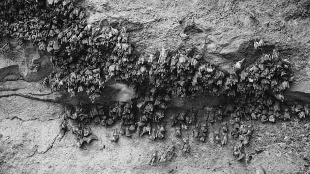 Black-and-white photograph of bats huddled in a Balinese cave, Indonesia.