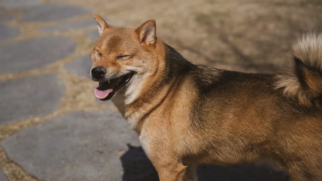 Adorable Shiba Inu dog enjoying the sunlight outdoors on a stone path.