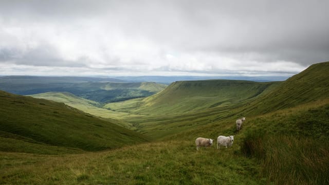 Stunning view of Brecon Beacons in Wales featuring lush hills and grazing sheep under a cloudy summer sky.