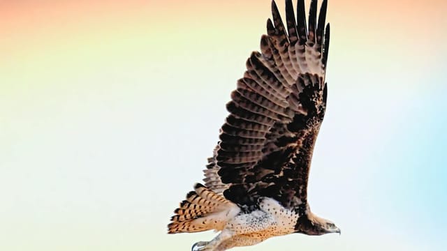 A stunning close-up of a hawk gliding through a vibrant sky, showcasing its majestic wingspan.