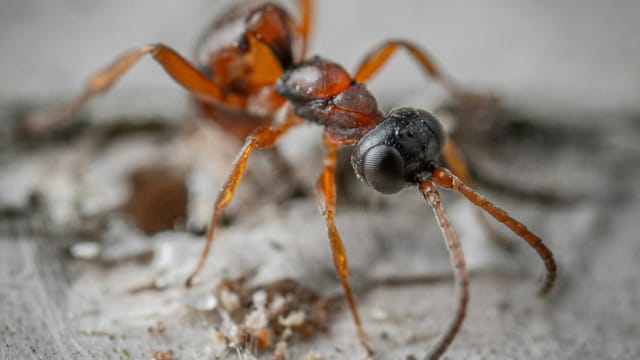 Macro view of a small ant with distinct antennae on sandy ground, showcasing intricate details.