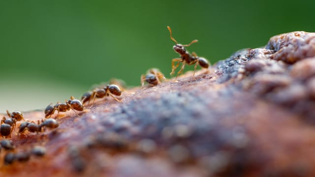 Close-up of ants exploring a textured brown surface with blurred green background.