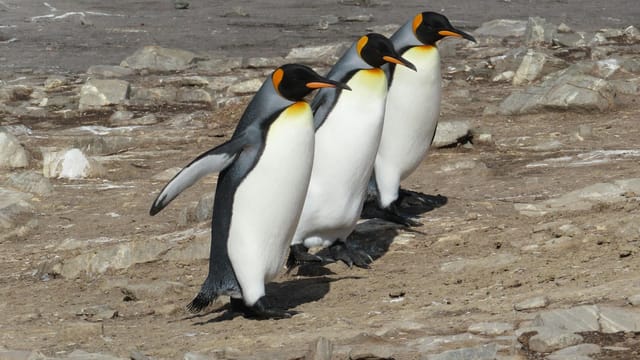 Four king penguins walking on rocky terrain in the Falkland Islands, captured in natural light.