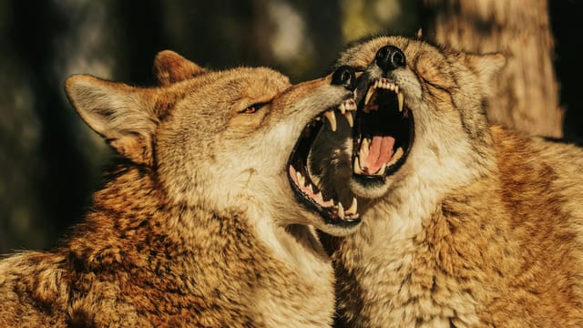 Close-up of two coyotes with open mouths engaged in a playful but fierce interaction outdoors.