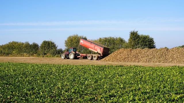 Illustrative image: Tractor unloading sugar beets in a field in Lütau, Schleswig-Holstein.