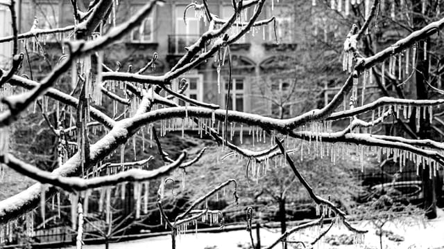 Black and white image of icy branches covered in icicles, captured in Lviv, Ukraine.