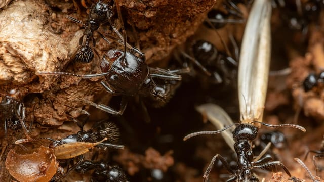Macro shot of black ants in Picassent, Spain showing intricate underground behavior.