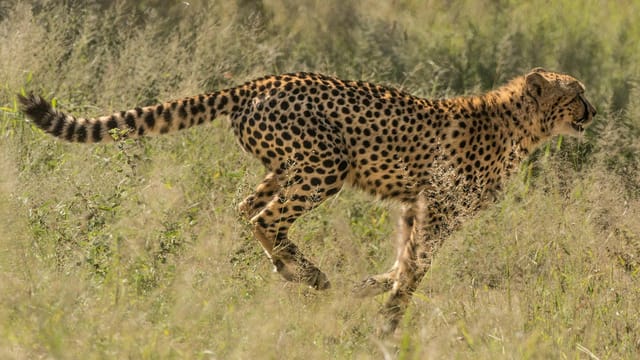 A cheetah (Acinonyx jubatus) sprinting through tall grass, showcasing its agility and speed.