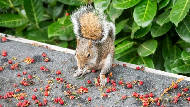 A grey squirrel enjoys a meal of red berries on a rooftop in a lush garden setting.