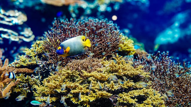 Blueface angelfish swimming among colorful coral reefs in Okinawa, Japan's underwater paradise.