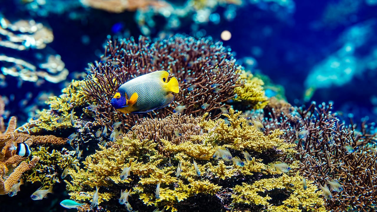 Blueface angelfish swimming among colorful coral reefs in Okinawa, Japan's underwater paradise.