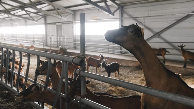 A group of goats in a modern indoor farm setting, showcasing livestock management.