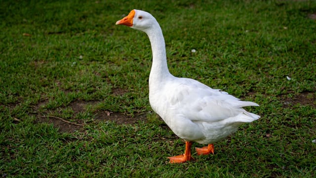 Side view of a white Chinese goose standing on green grass in daylight.
