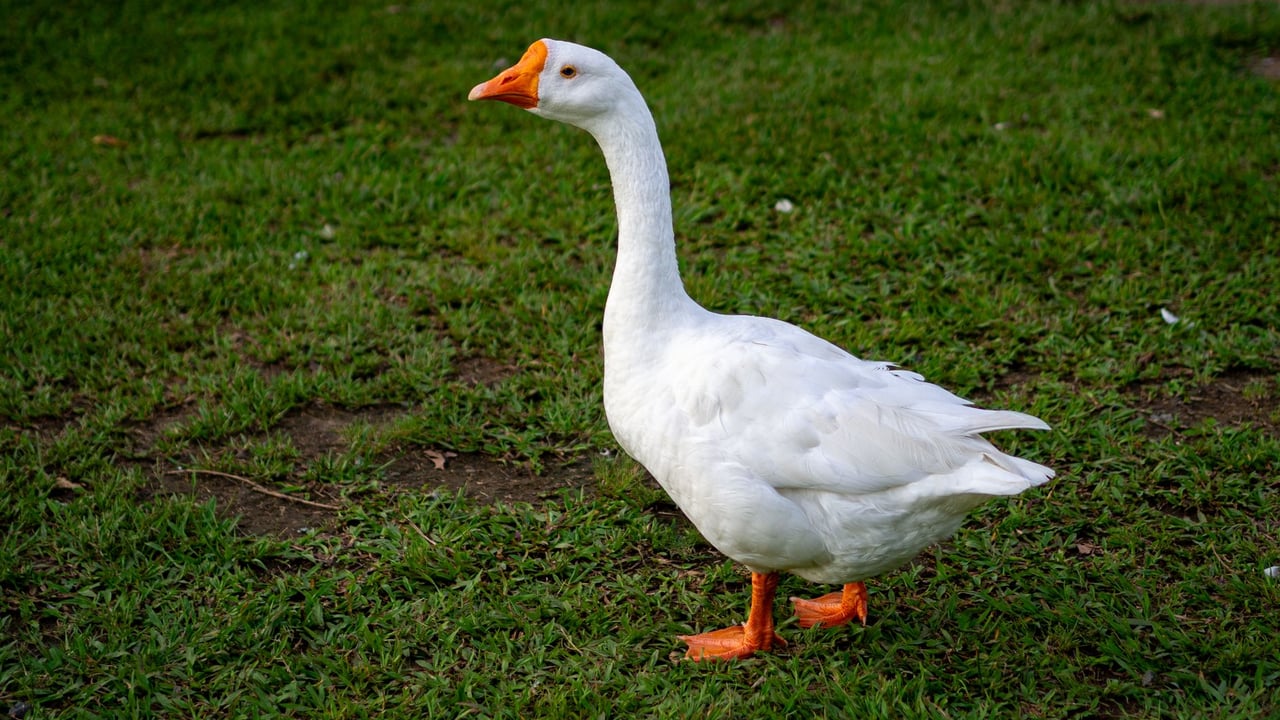 Side view of a white Chinese goose standing on green grass in daylight.