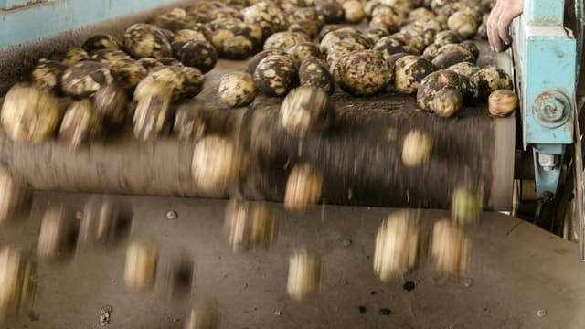 Dynamic close-up of potatoes rolling off an industrial conveyor belt inside a farming facility.
