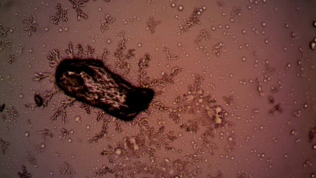 Close-up of bacteria and crystal formations under a microscope, displaying intricate patterns.