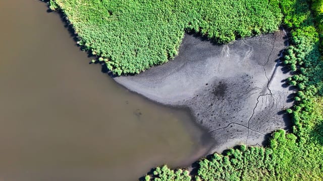 Aerial view of vibrant marshland contrasting with a dark muddy shoreline.