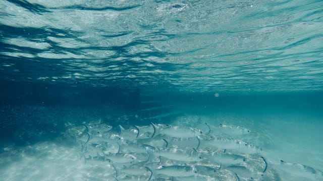 A mesmerizing view of a school of fish swimming underwater in the clear ocean near Campeche, Mexico.