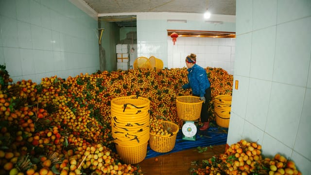 Worker sorting lychee fruits in a warehouse filled with colorful harvest.