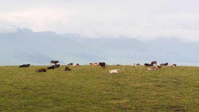 Cows grazing peacefully on lush grassland with distant mountain backdrop in Xinjiang.