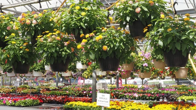 Illustrative image: Vibrant greenhouse scene featuring colorful flowering plants and hanging baskets in Ivyland, PA.