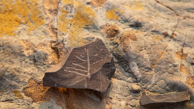Detailed view of a petrified leaf fossil on a textured rocky surface in Большой Утриш.