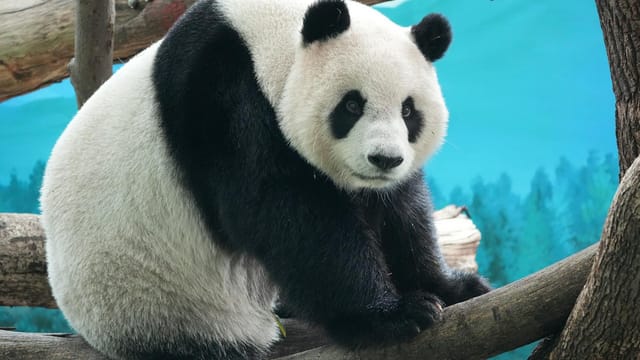 Adorable giant panda sitting on a tree branch in Taipei Zoo, showcasing its black and white fur in a serene forest setting.