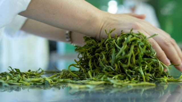 Close-up of hands sorting fresh tea leaves in a tea processing room in Pu'er, Yunnan, China.
