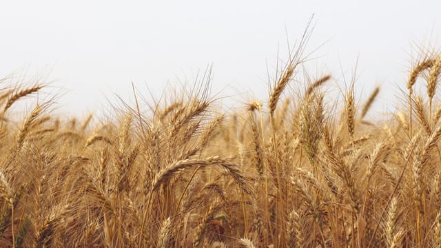 A serene view of a golden wheat field in Bangladesh, capturing the essence of rural agriculture.