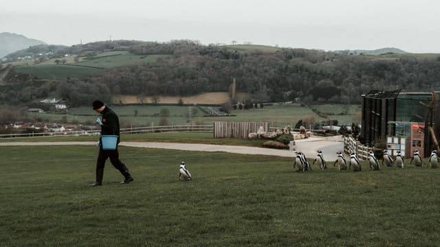 A person with a bucket walks on a grassy field followed by penguins, set against a rural backdrop.