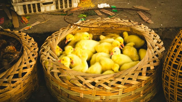Adorable yellow ducklings in a wicker basket at a Yunnan market, showcasing lively charm.
