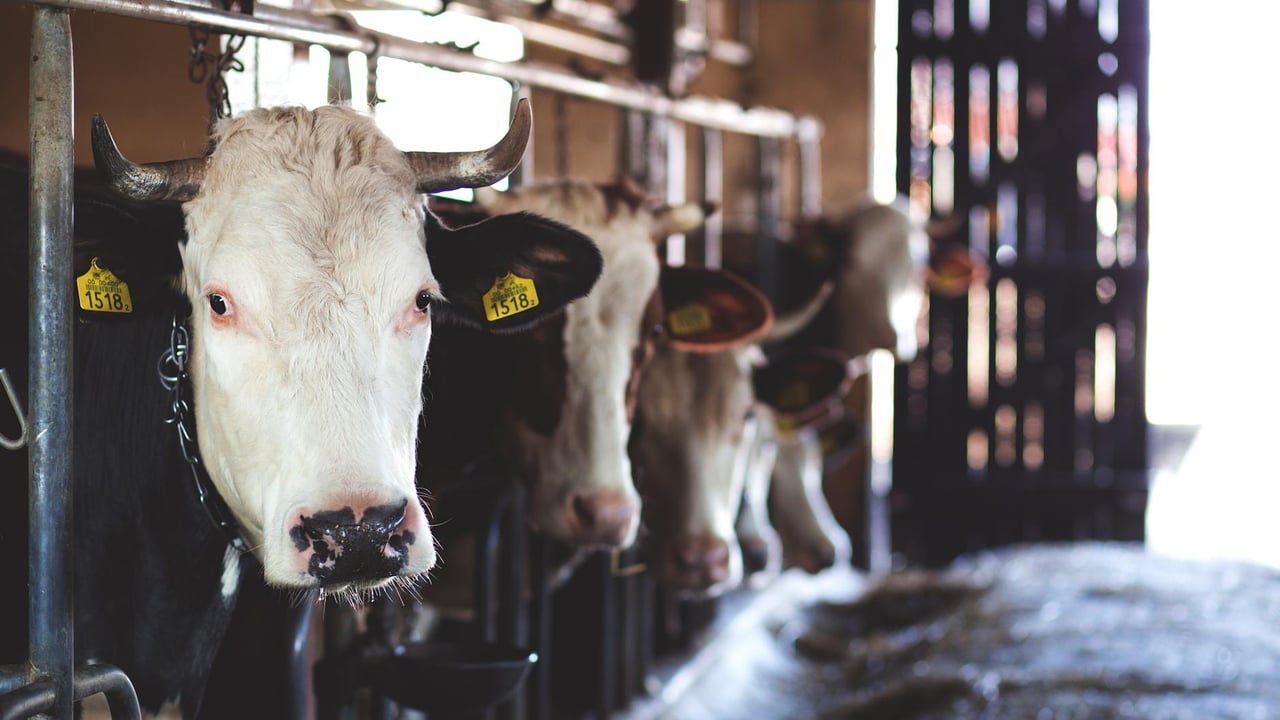 Holstein cows standing in a dairy barn, showcasing modern farming practices.