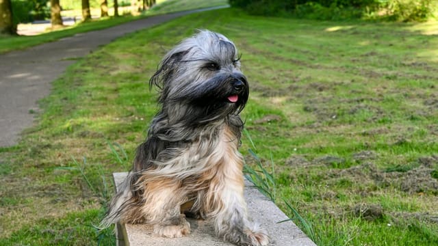 Charming Tibetan Terrier sitting in a peaceful park in Sittard, Netherlands, enjoying the summer day.