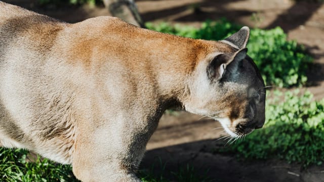 Close-up of a majestic puma walking in its natural habitat, showcasing its powerful build.
